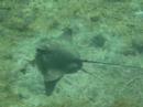 Bat Ray - Juvenile (Myliobatis californica) Bat Ray - Juvenile (Myliobatis californica)