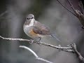 Blauwstaart (Red-flanked Bluetail)