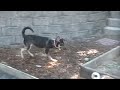 Laura is looking for a home - ADOPTED!
