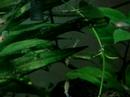Neolamprologus pulcher daffodil - deformado