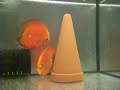 Red Melon Red Melon