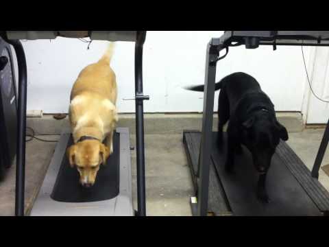 Labs loving the treadmill