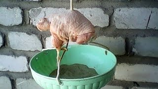 Как правильно разводить карпа видео, породы и способы для разведения карпа Как правильно разводить карпа видео, породы и способы для разведения карпа