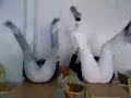 Tecktonik des pieds Tecktonik des pieds