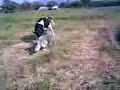 Caucasian Shepherd Dog Vs Cow Caucasian Shepherd Dog Vs Cow