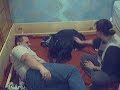 grand danois chanelle great danes saguenay