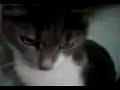 Stupid cat Stupid cat