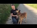 Résé Belgischer Schäferhund - Malinois