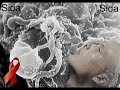 ba-kolo-pigeon-victoria-eleison.html
