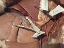 Cat Dissection - Lung/Liver, Thymus