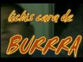 lichis latoso