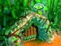 Jet Force Gemini Walkthrough 51 Vela Goldwood Tribals