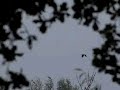 Blauwe reiger vliegt Blauwe reiger vliegt
