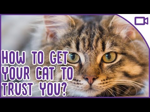 How to Gain Your Cats Trust! Cat Behaviour 101 - YouTube