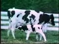 Sesame Street - How Milk Is Made
