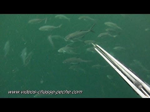 vidéos chasse sous marine hd - Doublé de Carangue noire en chasse sous-marine filmé avec une caméra embarquée GoPro HD. Chasse sous-marine à la Carangue au format Full HD 1080p (1 920 x 1 ...