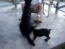Killer Pup