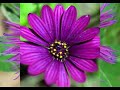 Purple Flowers - Fiori Viola