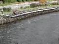 Salmon Weir Bridge