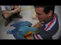 guacamayo ararauna (Lucas)3parte guacamayo ararauna (Lucas)3parte
