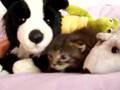 cat ,dog ,mouse