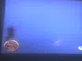 Moto hostia contra un trailer