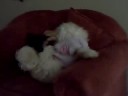 la bonita!!! my dog!