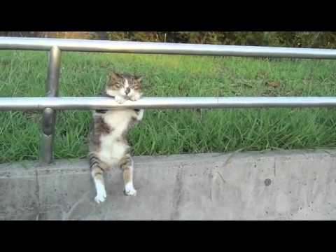 Gatto che si siede Gatto che si siede