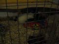 Cavy Rolling Popcorn!! prt 2