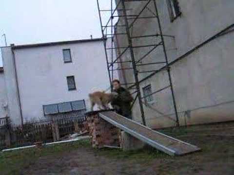 Vigo dogwalk