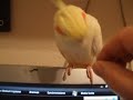 Nymphensittich Kopf-Massage