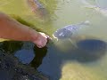 Stupid home video of a carp 