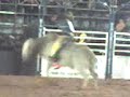 ** rodeo de sao pedro **