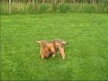 Wheaten Warriors