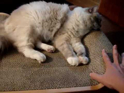 0 Brawny Cat Big Baby – Floppycats.com Product Review