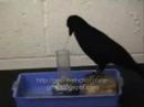 Intelligent_Bird