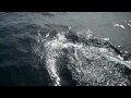 Dolphins playing off the Bow of Clotho in the North Atlantic