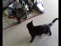 Cats playfight