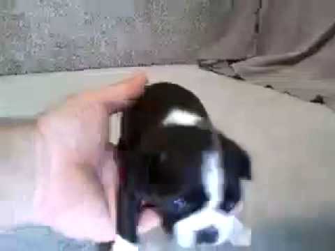 Scout 3-19-15, Boston Terrier girl