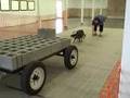 videos de Ivieleague dogs weight pulling