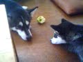 Malamute puppy claiming the apple