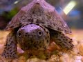 razor backed musk turtle