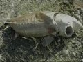 Mystery fish find Mystery fish find