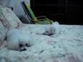 Bichón Frisé video
