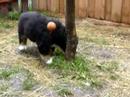 Bernese pupies II.