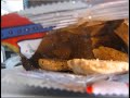 plane food