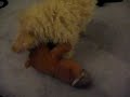 horny bichon - Mr Bani