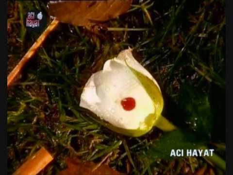 aci hayat