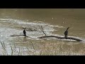 Chester has plenty of natural history,as well as human history I hope you enjoy this video,and thanks for looking.