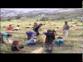 Mustang Documentary (Part 4)